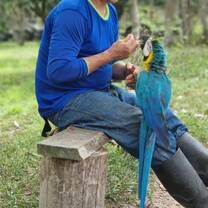 Feeding the wild animals